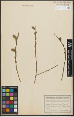 Foto von Salix purpurea L. x Salix viminalis L.